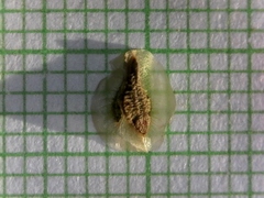 Osteospermum amplectens