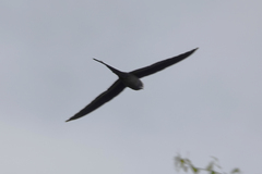 Moustached Treeswift photo 4
