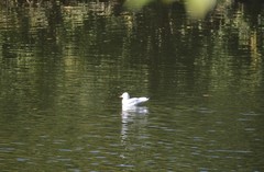 Chroicocephalus ridibundus