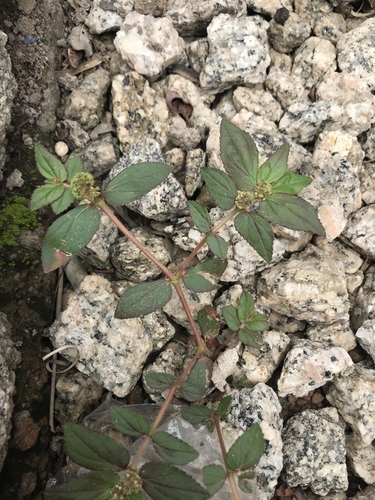 Asthma Plant