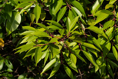 Syzygium guineense subsp. afromontanum image