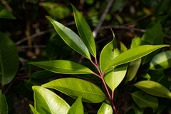 Syzygium guineense subsp. afromontanum image