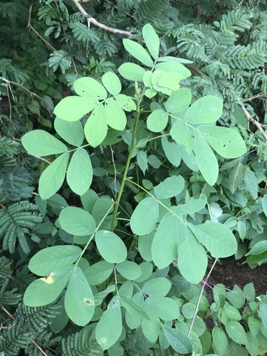 American Sicklepod
