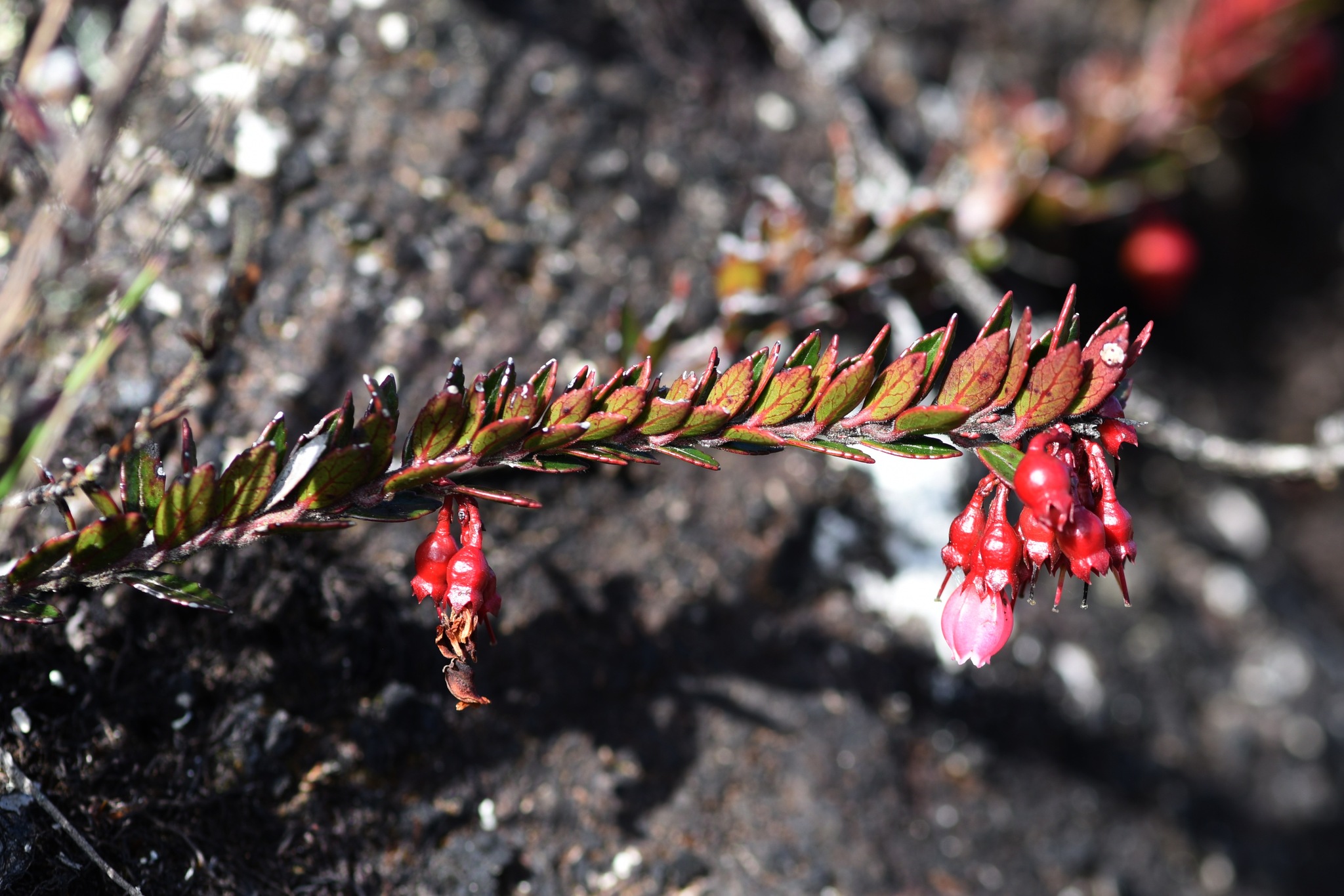 Vaccinium crenatum image