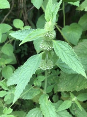 Leucas martinicensis