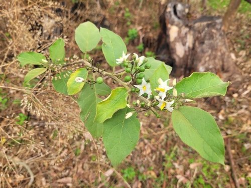 Turkey Berry