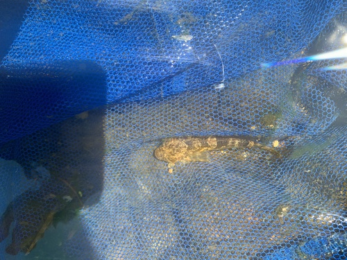 Cottus nozawae