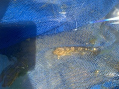 Wrinklehead Sculpin photo 1