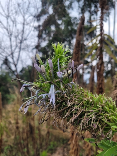 Lobelia columnaris