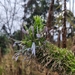Lobelia columnaris 2