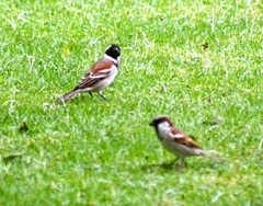 Passer melanurus vicinus