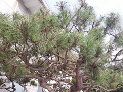 Pinus
