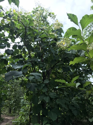 Teak