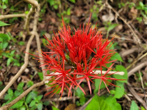Bloodlily