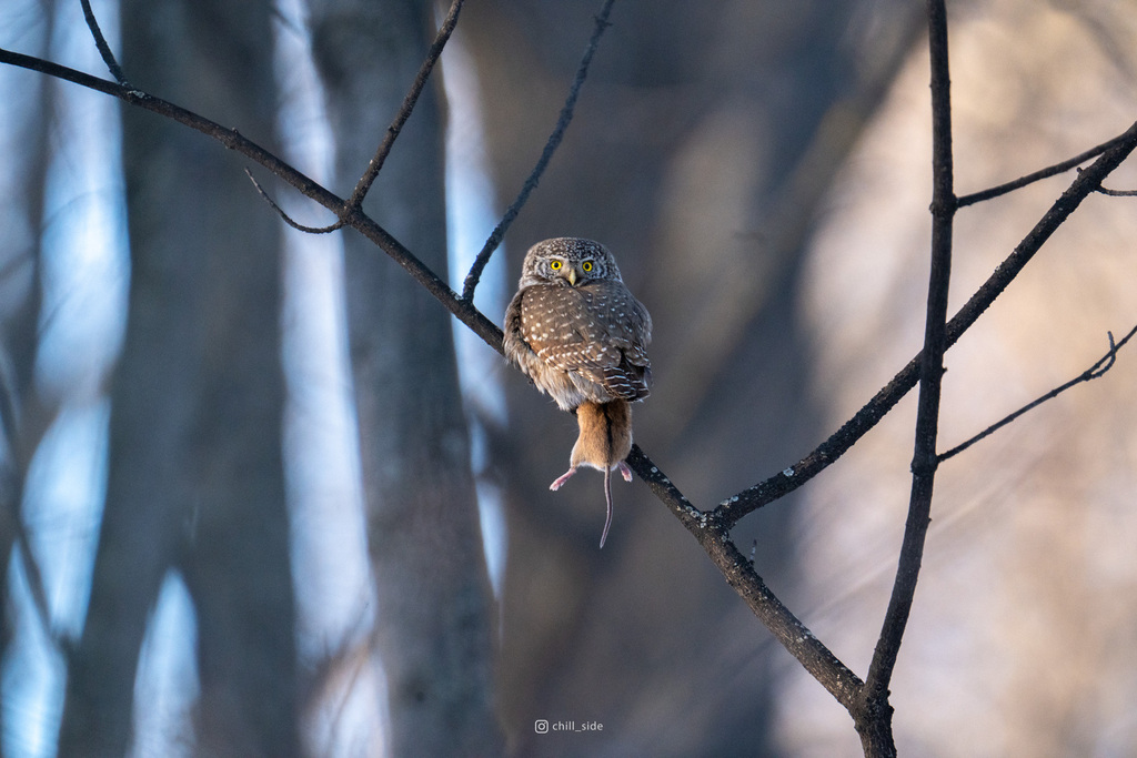 iNaturalist.org. П.Решетов, г.Чебоксары Чувашия, март 2023