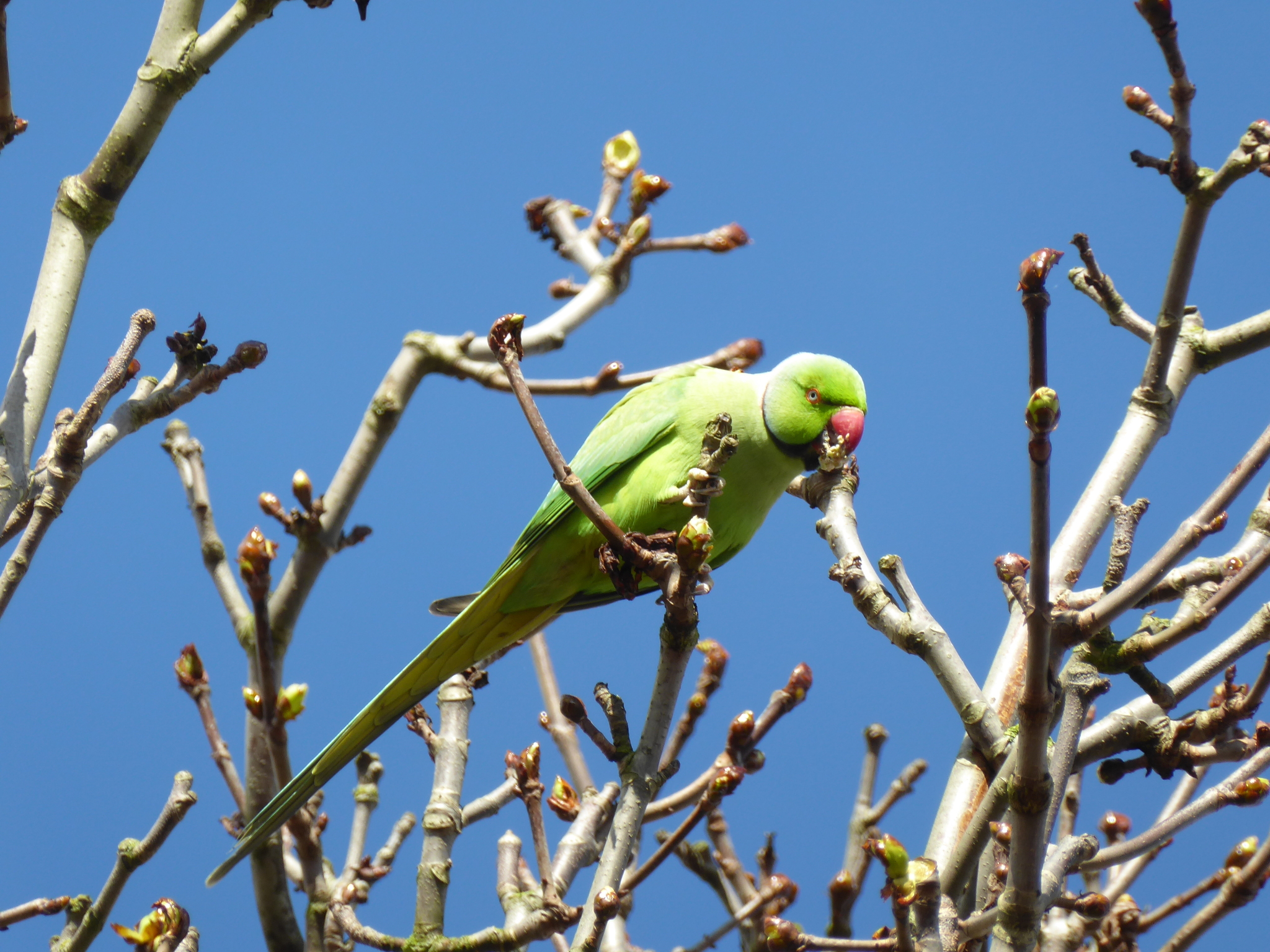Rose-ringed Parakeet