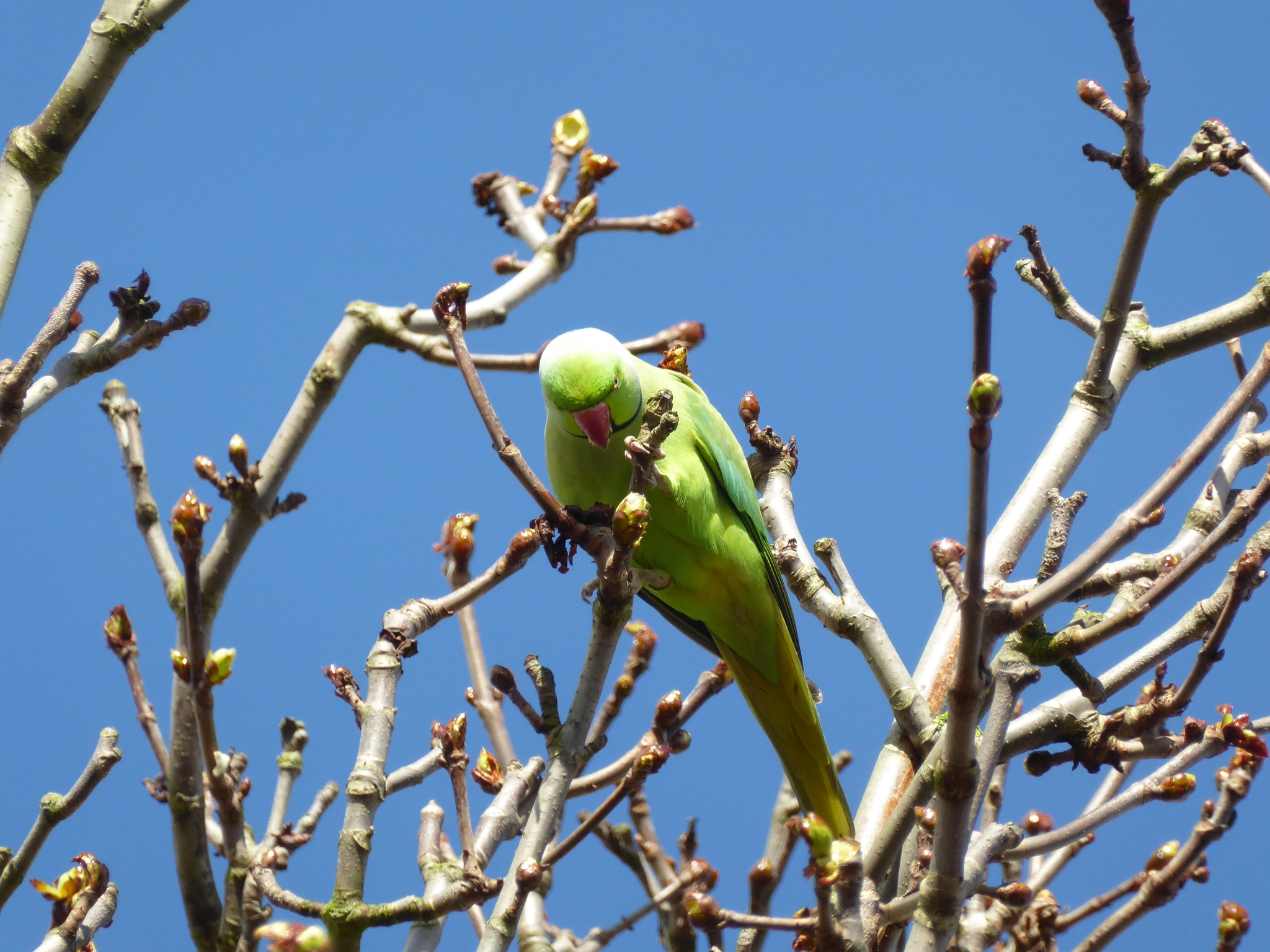 Rose-ringed Parakeet