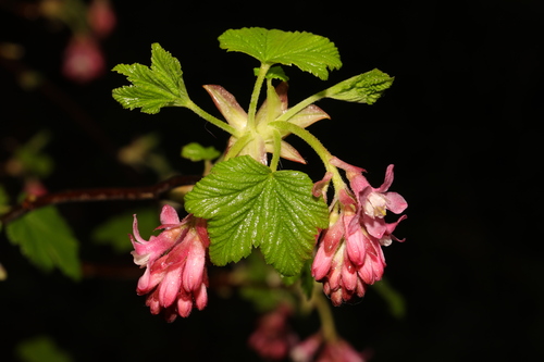 redflower currant (Ribes sanguineum)