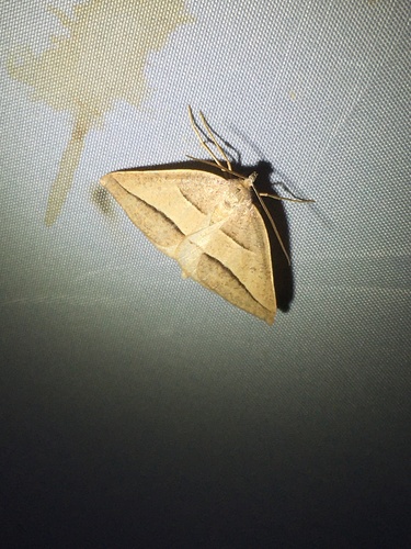 Common Petrophora Moth