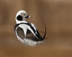 Long-Tailed Duck photo 5