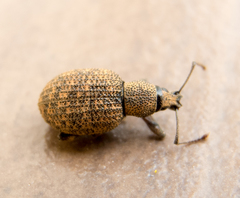Otiorhynchus lavandus