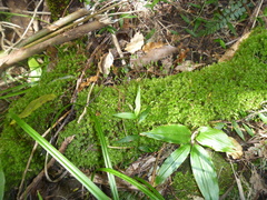 Leptostomum macrocarpum