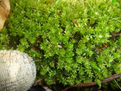 Leptostomum macrocarpum