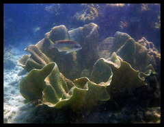 Scolopsis margaritifera