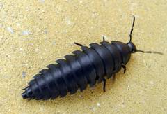 Ablattaria laevigata