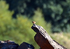 Troglodytes troglodytes
