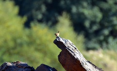 Troglodytes troglodytes