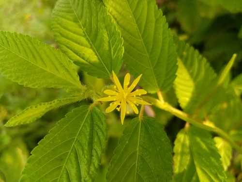 Image of Corchorus hirtus by (c) Pier Luiggi Maquilón, some rights reserved (CC BY)