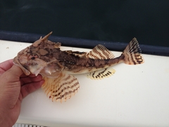 Myoxocephalus octodecemspinosus