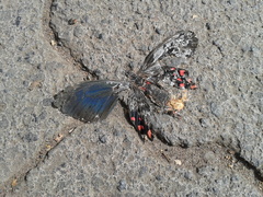 Papilionidae
