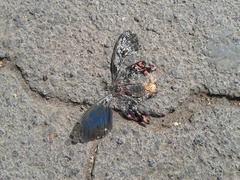 Papilionidae