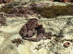 Sistrurus miliarius streckeri