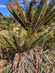 Lomariocycas aurata image