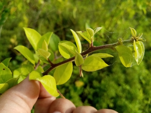 Image of Casearia aculeata by (c) Pier Luiggi Maquilón, some rights reserved (CC BY)