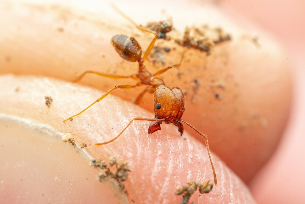 Desert Big-headed Ant