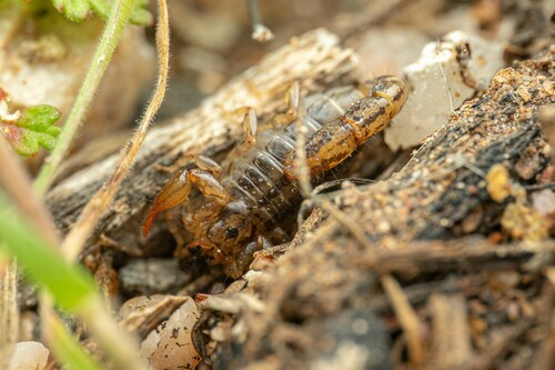 Superstition Mountains Scorpion photo 4