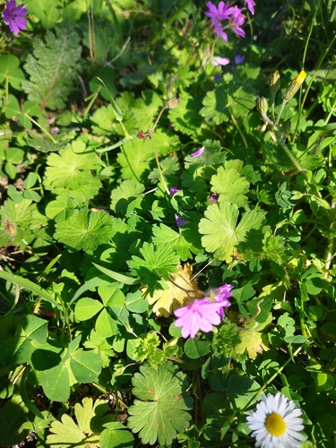 Image of Geranium brutium by (c) Anastasia Titovets, some rights reserved (CC BY)