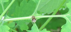 Rhopalus sapporensis