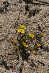 Lessingia pectinata pectinata