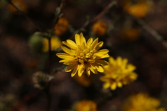 Lessingia pectinata pectinata