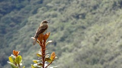 Rufous-Bellied Bush Tyrant photo 3