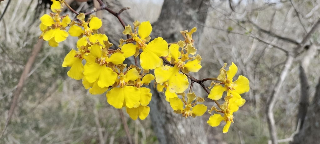 Trichocentrum biorbiculare