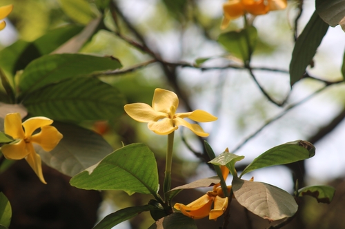 Gardenia coronaria