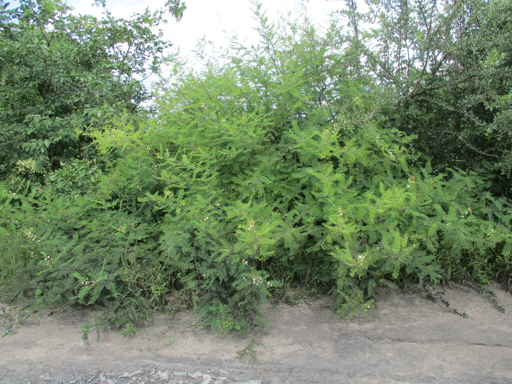 Sand Acacia (Vachellia arenaria)