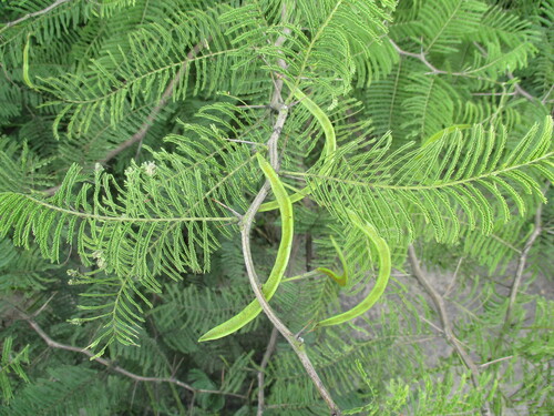 Image of Vachellia arenaria by no rights reserved