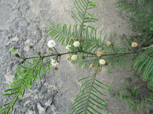 Image of Vachellia arenaria by no rights reserved